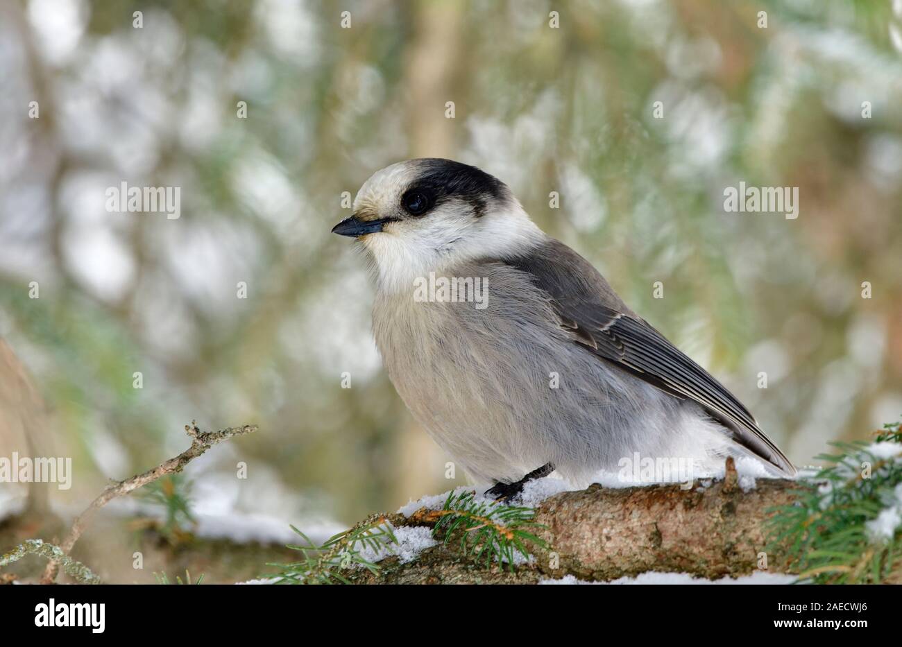 A wild Canada Jay in winter plumage perched on a spruce tree branch in rural Alberta Canada. Stock Photo