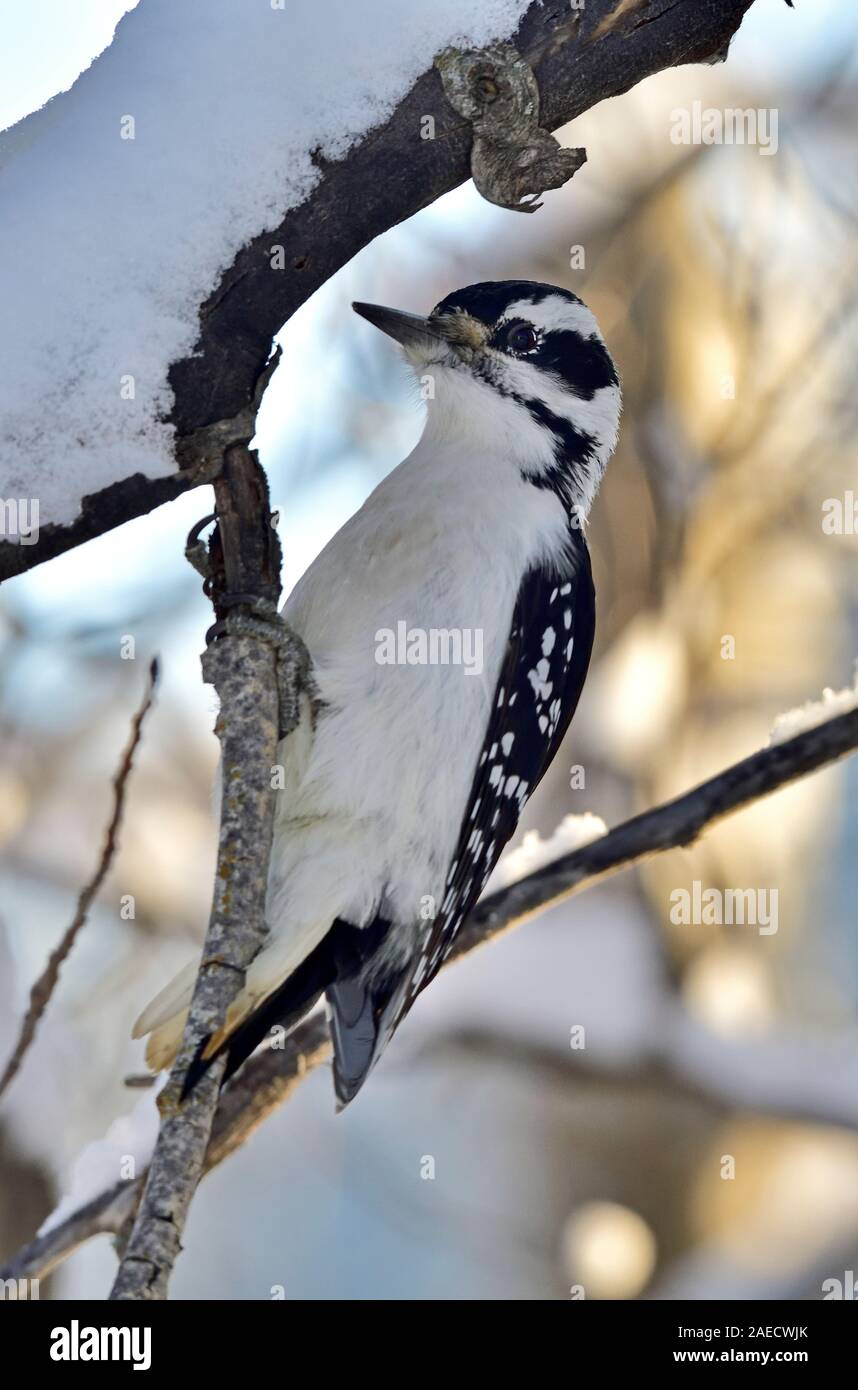 A vertical image of a wild Hairy Woodpecker 'Picoides pubescens', climbing up the outside bark of a tree trunk in search of insects rural Alberta Cana Stock Photo