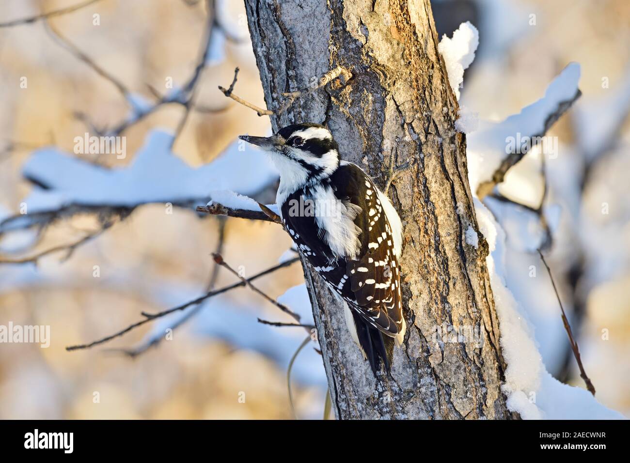A wild Hairy Woodpecker 'Picoides pubescens', climbing up the outside bark of a tree trunk in search of insects  in rural Alberta Canada, Stock Photo