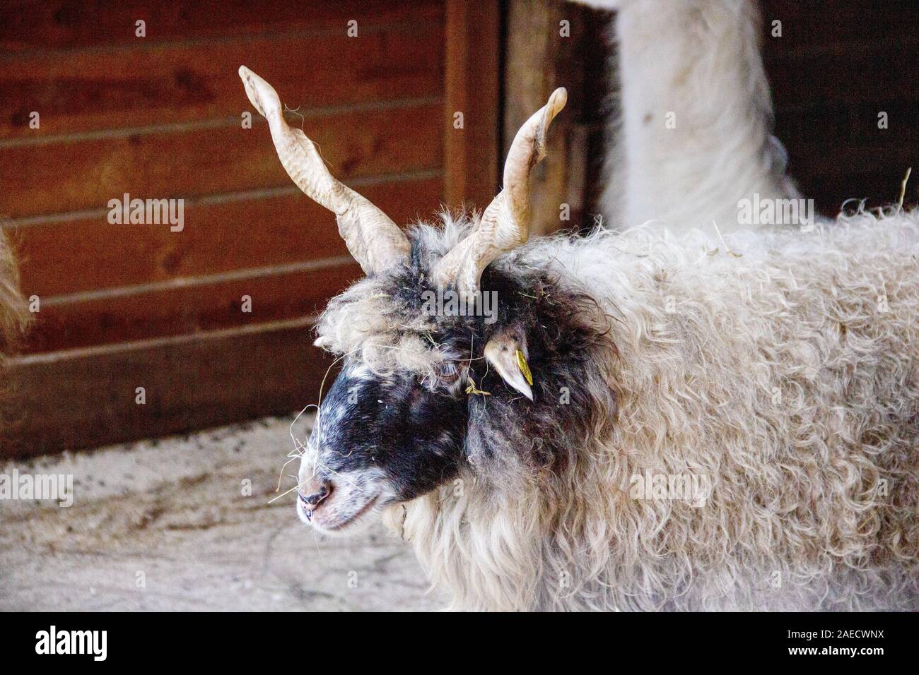 Hungarian Zackelschafe in their shelter, Latin Ovis aries strepsiceros Hungaricus Stock Photo