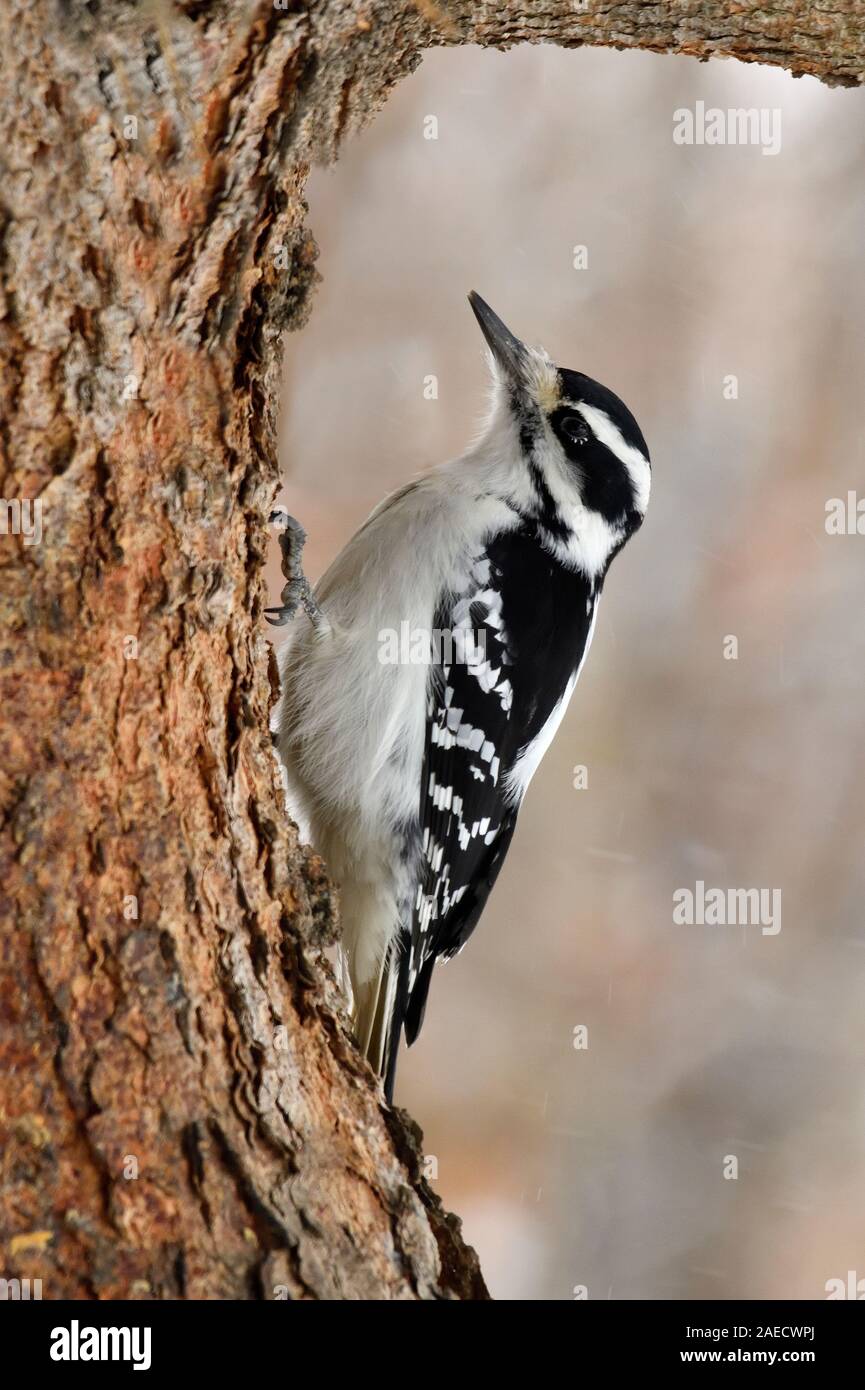 A Hairy Woodpecker 'Picoides pubescens', climbing up the outside bark of a spruce tree trunk in rural Alberta Canada, Stock Photo