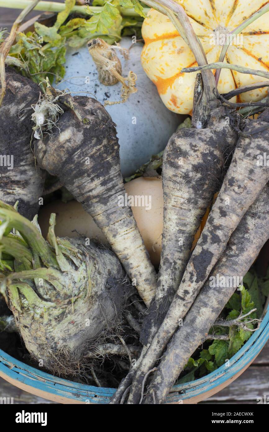 Fresh winter vegetables in a basket - parsnip, celeriac and squash including blue skinned 'Crown Prince'. UK Stock Photo