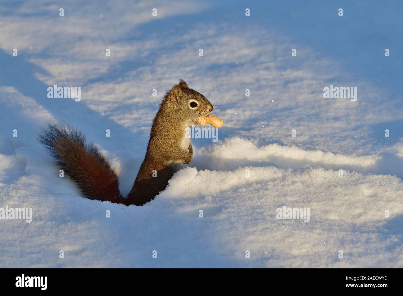 A wild red squirrel 'Tamiasciurus hudsonicus', traveling through the deep snow with his prize of a peanut that he is holding in his mouth. Stock Photo