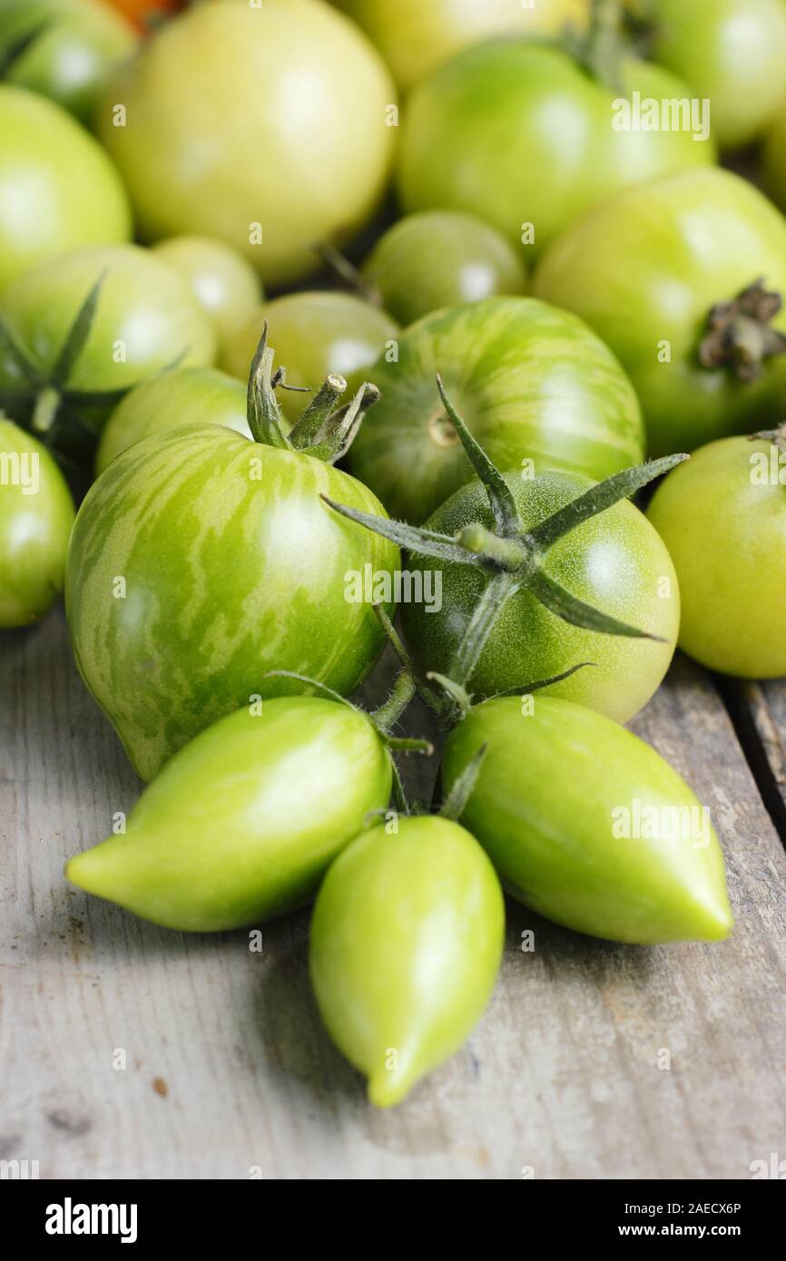 Different varieties tomatoes hi-res stock photography and images - Alamy