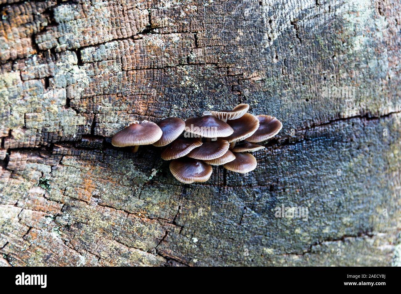 Fungus growing from a crack in a fallen tree stump Stock Photo