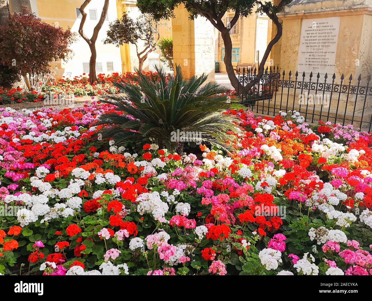 Colorful park at Barrakka Gardens in Valletta with little palm tree ...