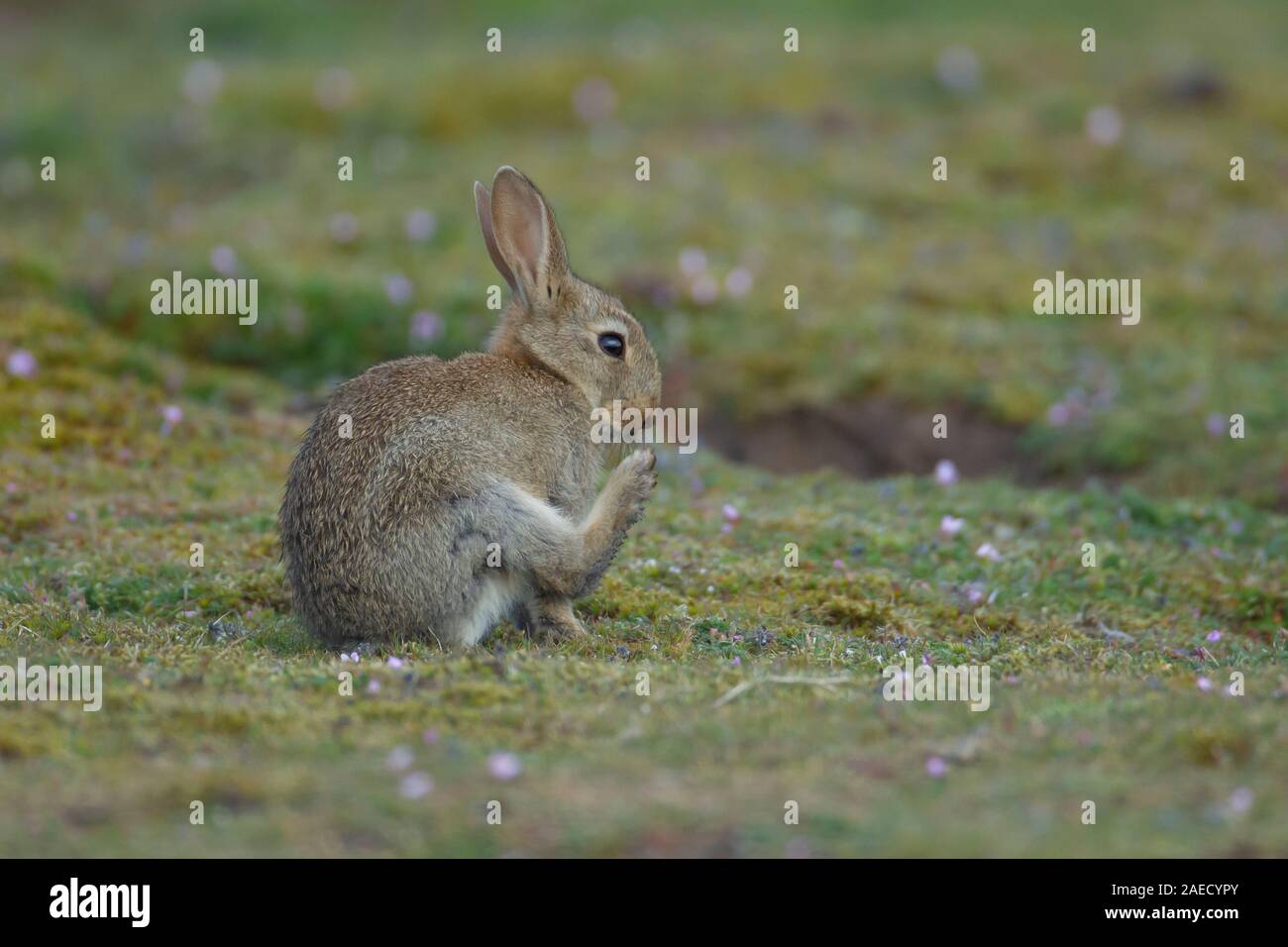 Rabbit (Oryctolagus cuniculus) juvenile kit by a burrow, Suffolk, England, United Kingdom Stock Photo