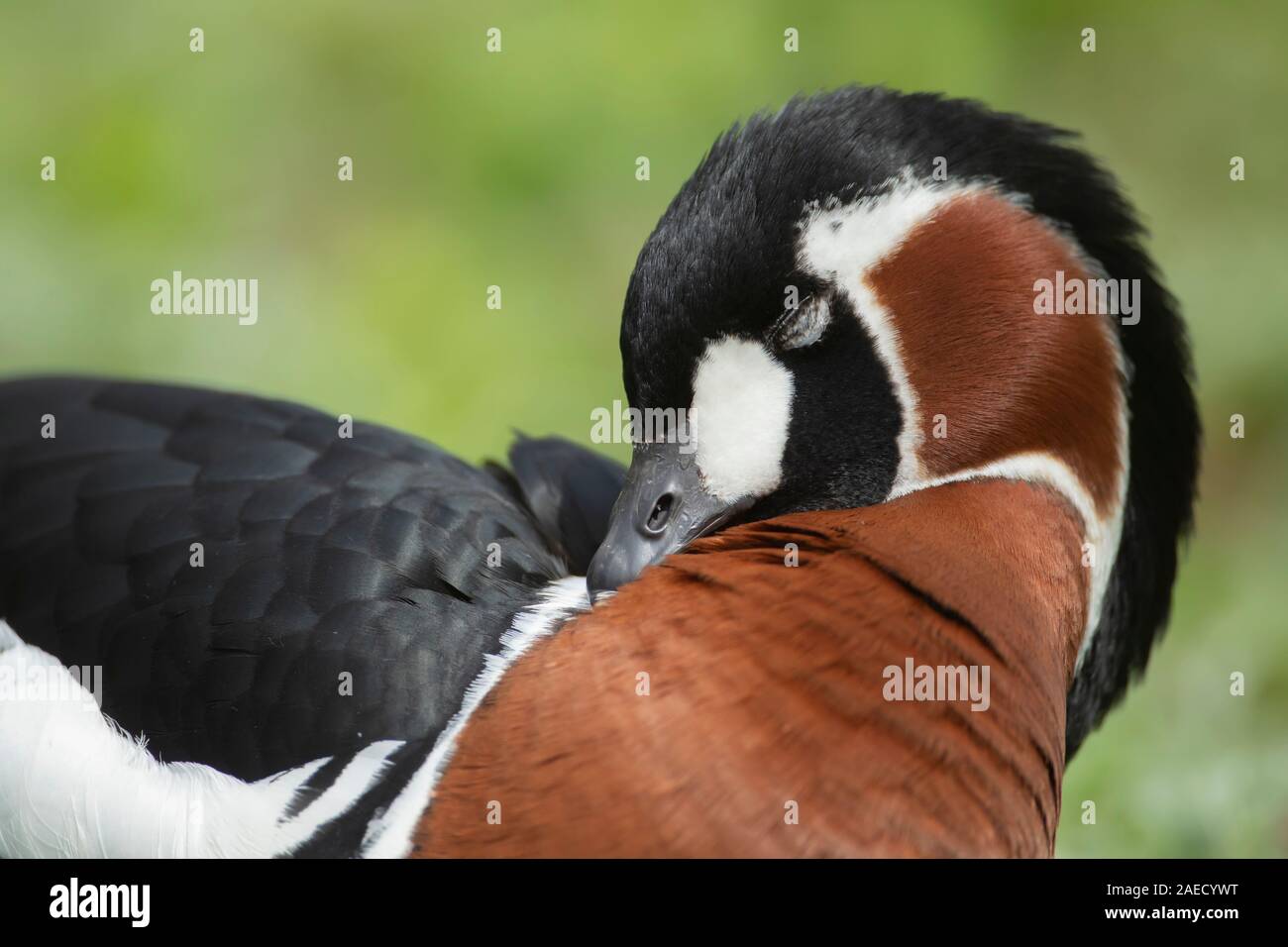 Red-breasted goose (Branta ruficollis) sleeping, England, United Kingdom Stock Photo