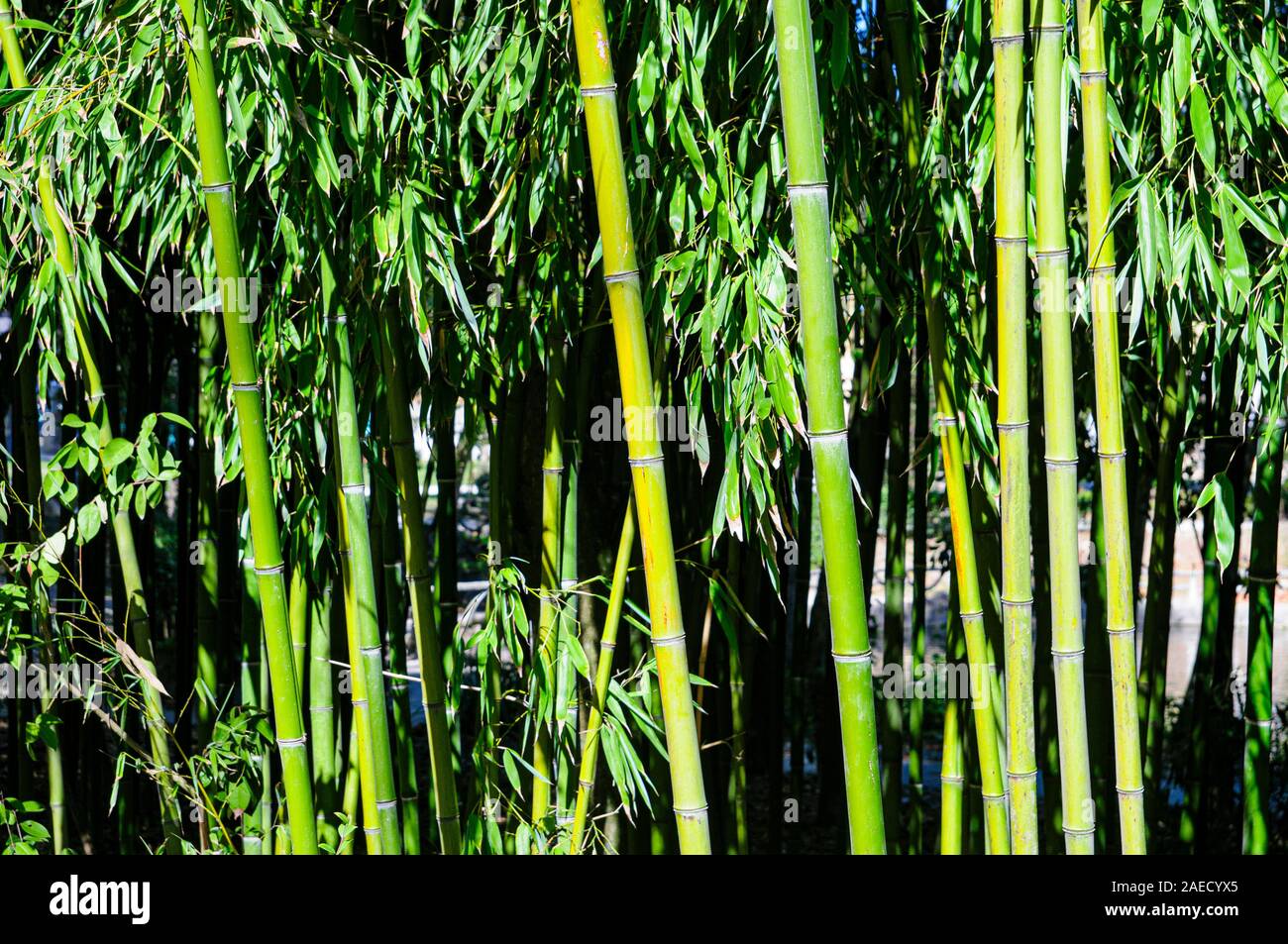 Close up of Bamboo plants in a grove. Photographed  at Aveiro city park, Aveiro, Portugal Stock Photo