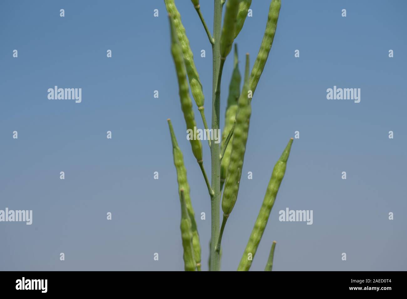 Green mustard pods growing at agriculture field. farm land Stock Photo