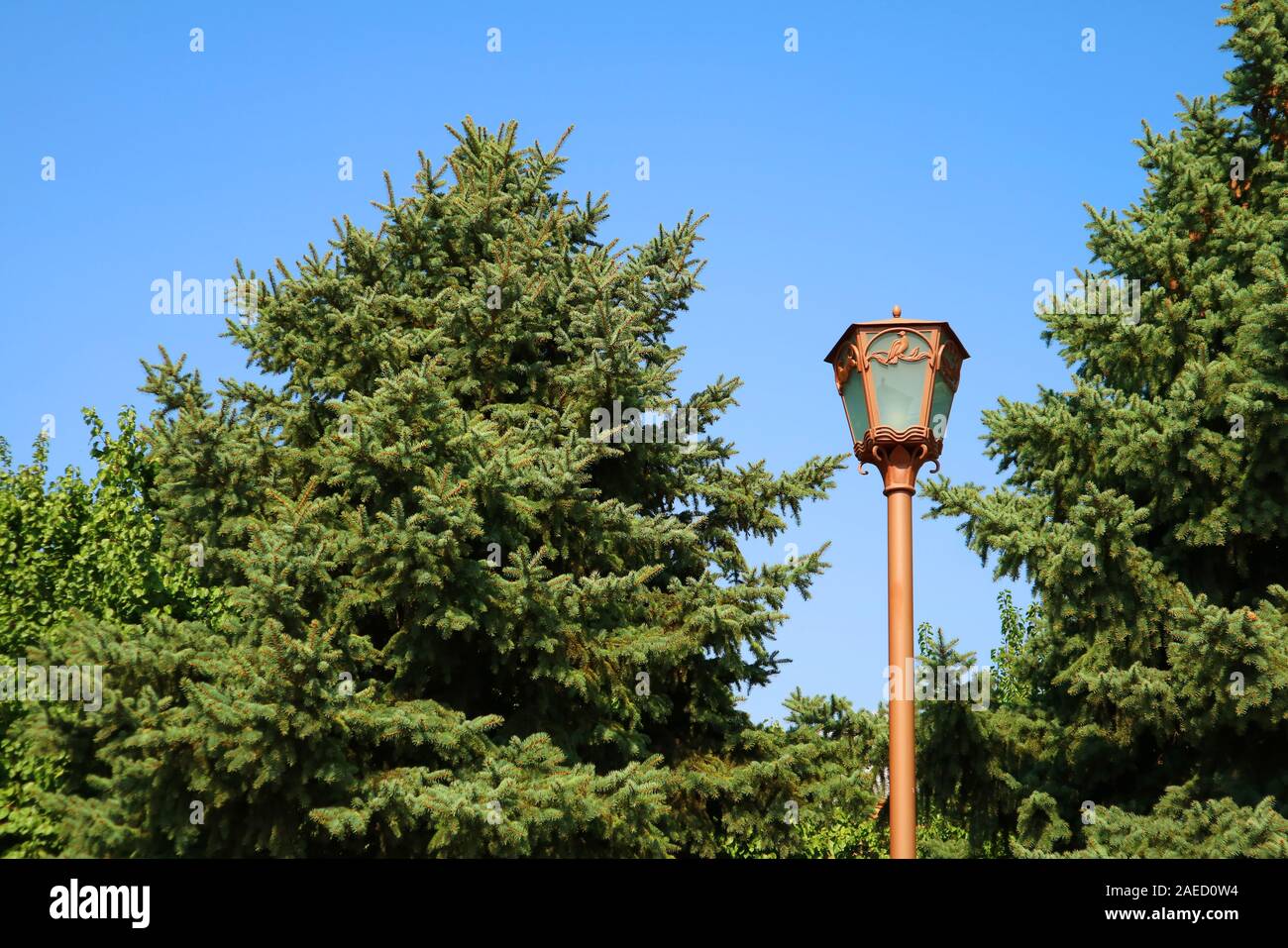 Street Lamp among large Fir Trees against Sunny Blue Sky Stock Photo