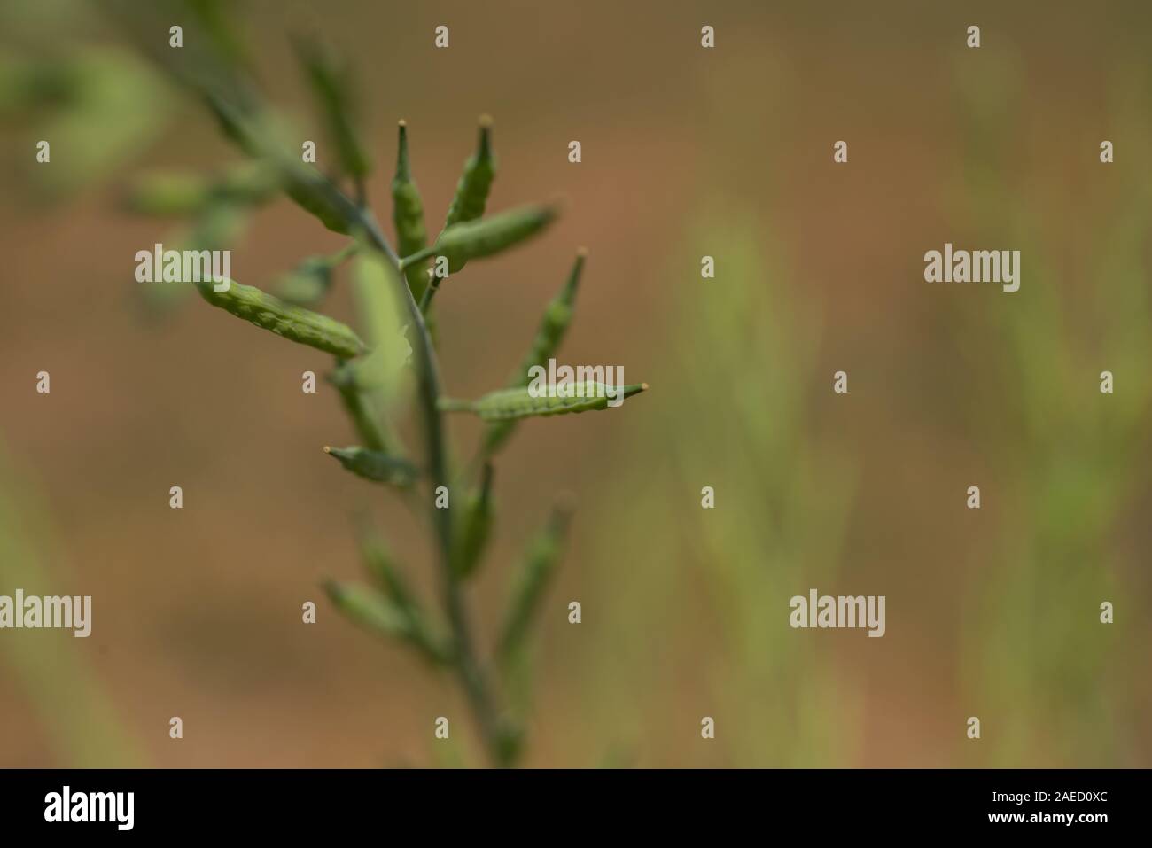 Green mustard pods growing at agriculture field. farm land Stock Photo
