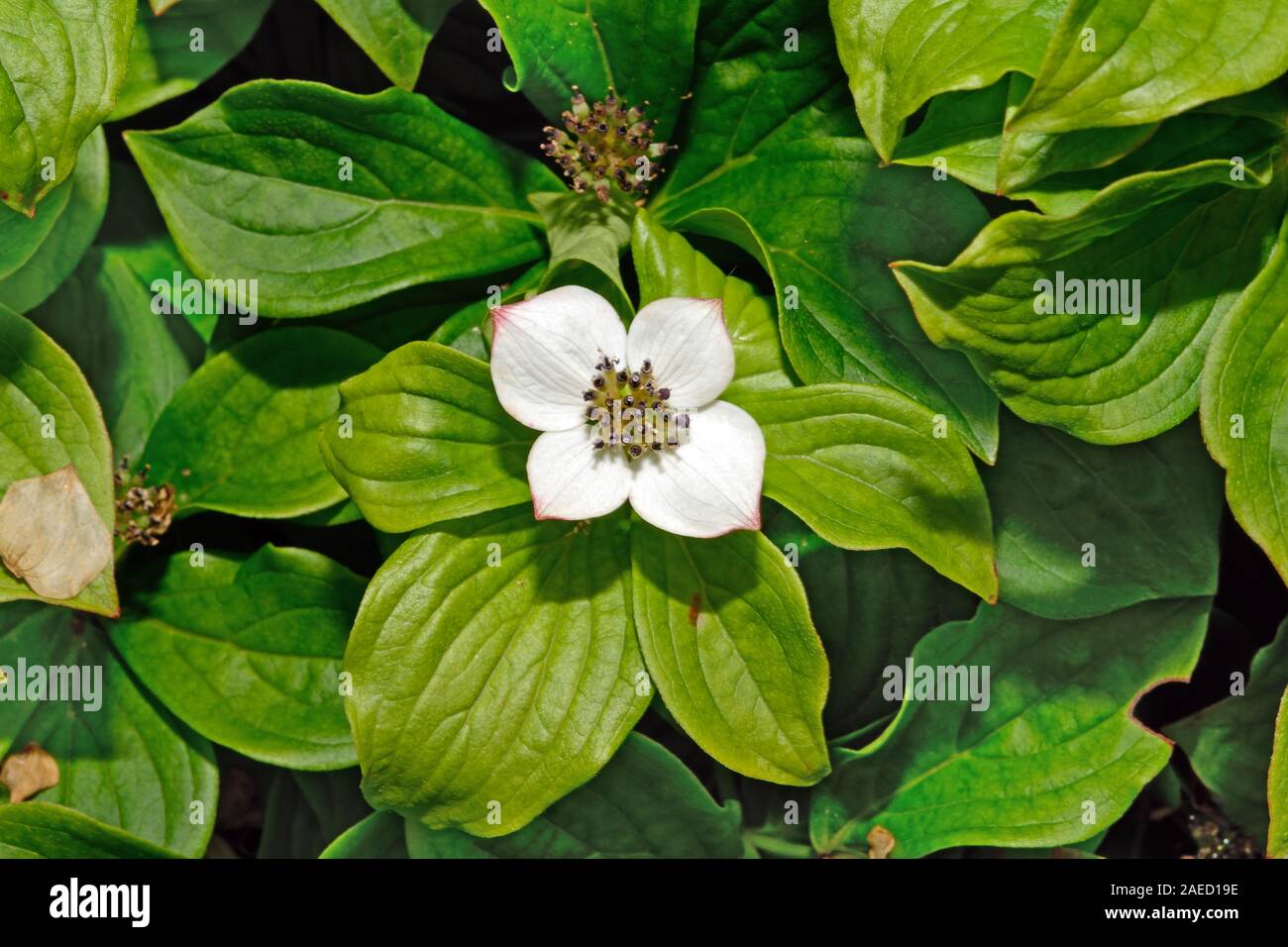 Cornus canadensis (Canadian dwarf cornel) is a perennial native to eastern Asia and North America where it inhabits montane and boreal forest. Stock Photo