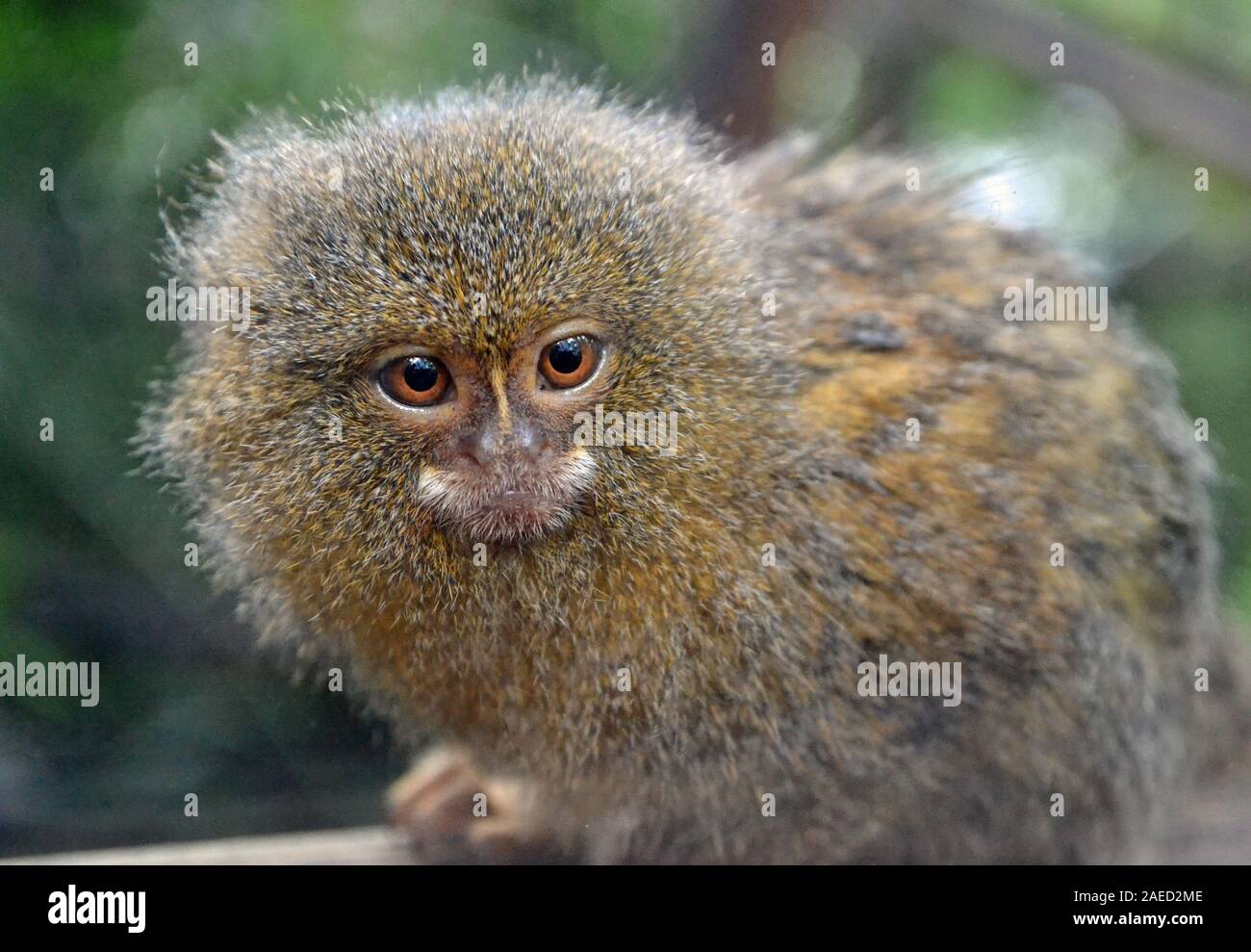 Pygmy marmoset at Shaldon Wildlife Trust Zoo, Shaldon, Devon, UK Stock