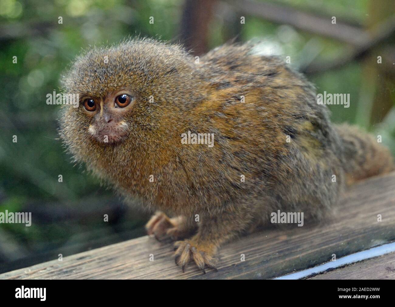 Pygmy marmoset at Shaldon Wildlife Trust Zoo, Shaldon, Devon, UK Stock
