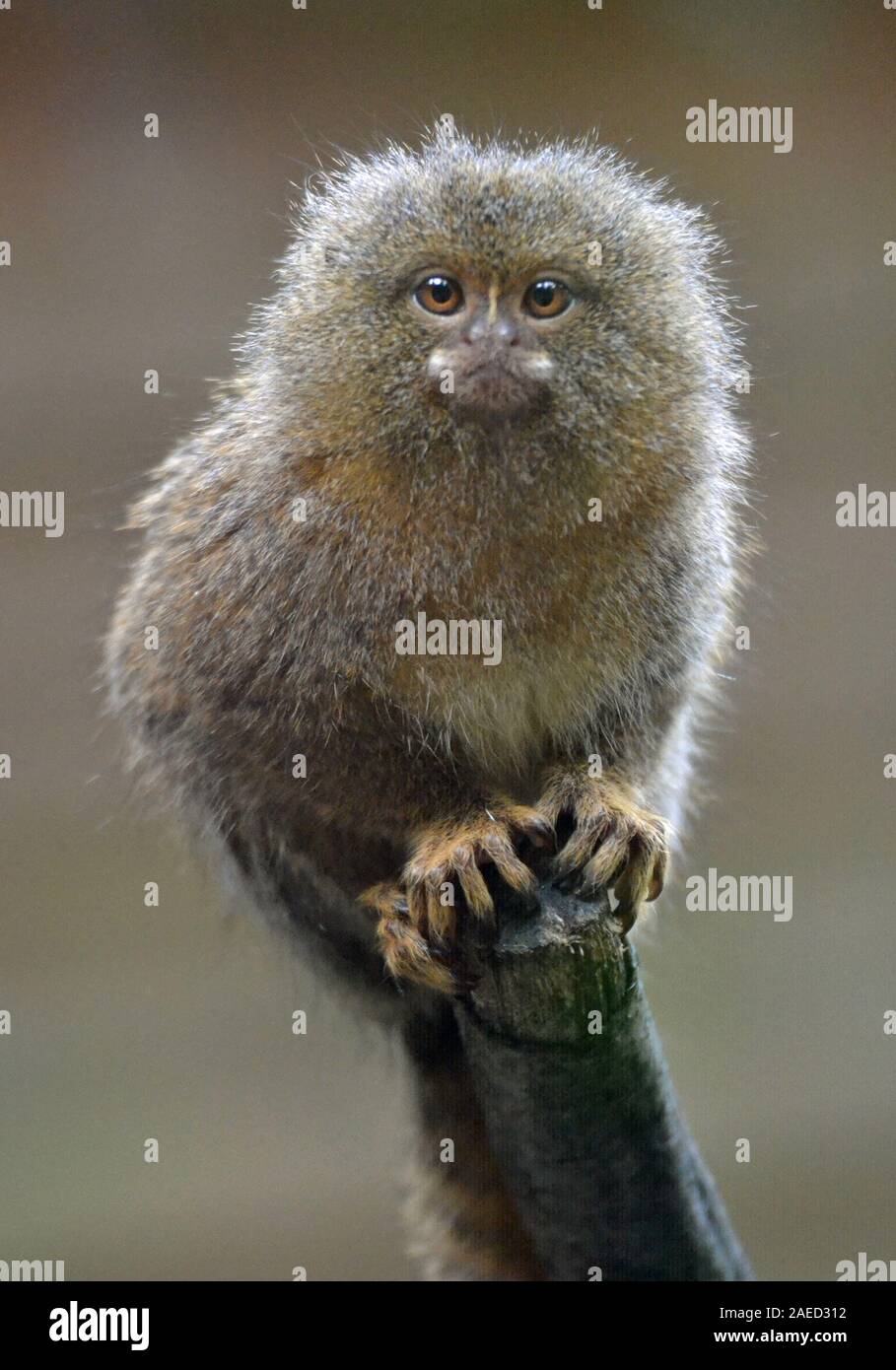 Pygmy marmoset at Shaldon Wildlife Trust Zoo, Shaldon, Devon, UK Stock