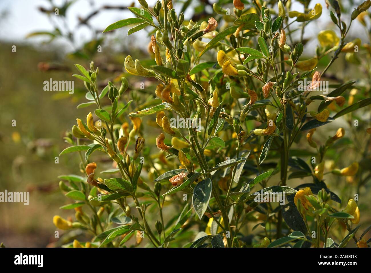 Pigeon pea crop in farm field field Stock Photo Alamy