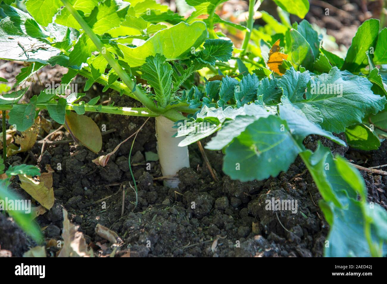 Radish grow in the farm field Stock Photo