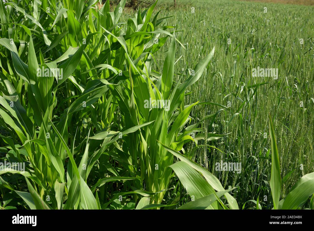 Sorghum plants (Jowar) growing in farm field Stock Photo - Alamy