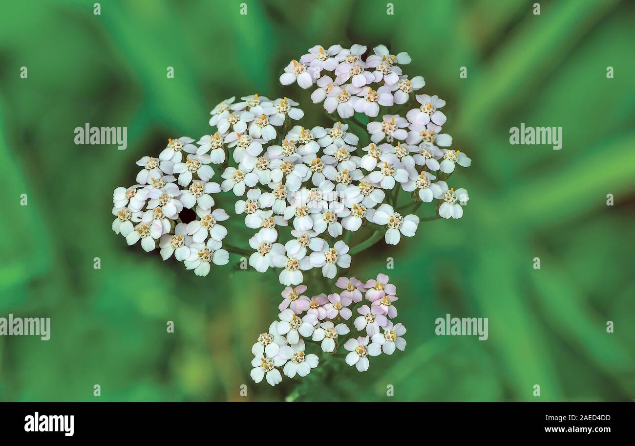 Inflorescence of blossoming white yarrow flowers close up. Achillea millefolium, yarrow or common yarrow, is a medicinal herb in the family Asteraceae Stock Photo