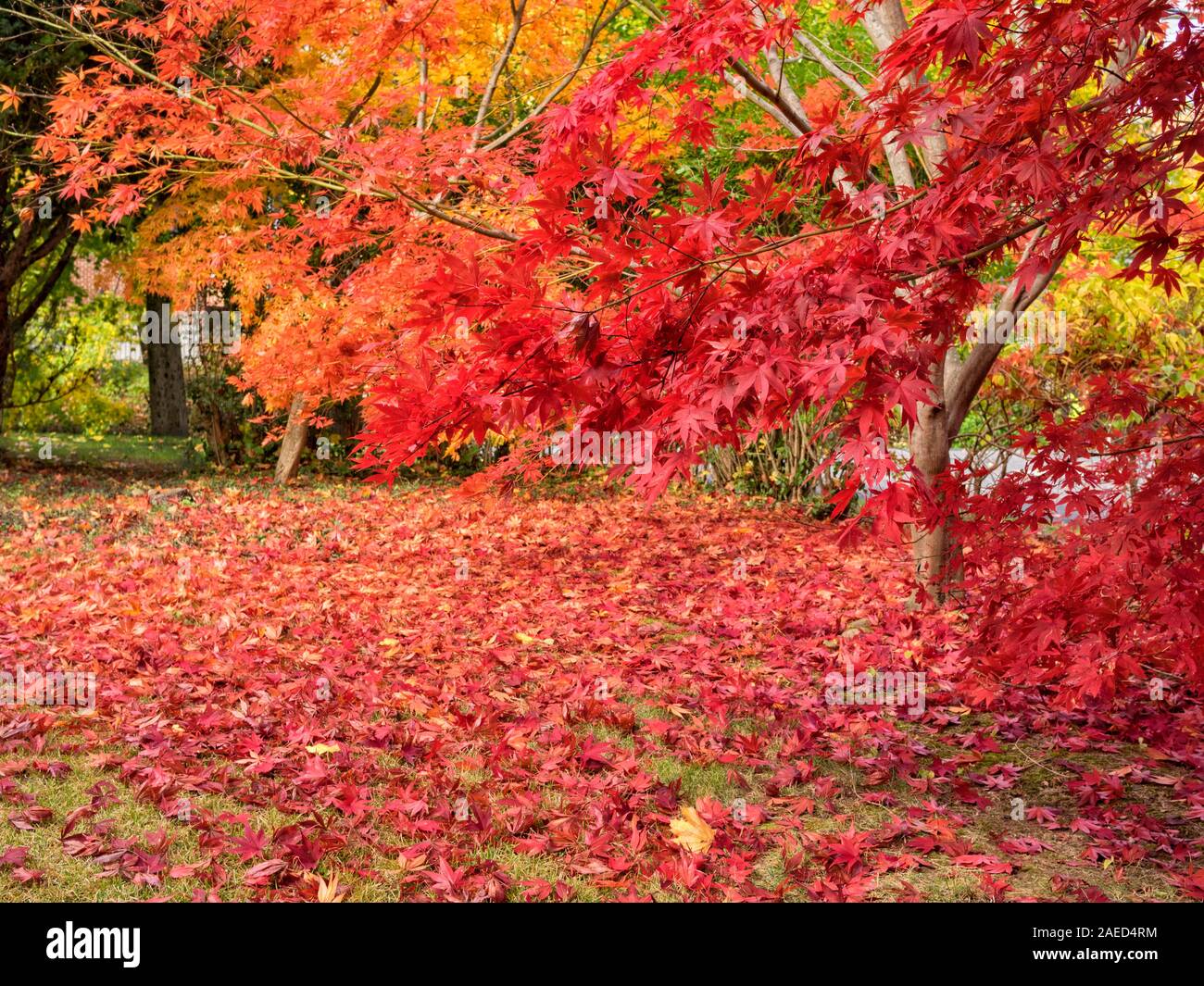 Colorful bright gold yellow orange and red Japanese maple leaves on trees (Acer palmatum) and scattered on the grass on an autumn day. Chappaqua, West Stock Photo