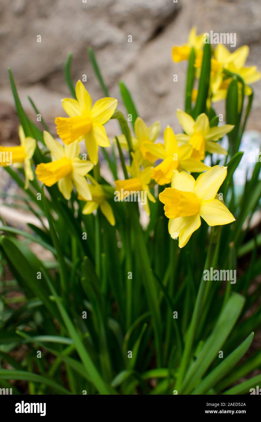 Yellow daffodils in a spring garden, narcissus Stock Photo