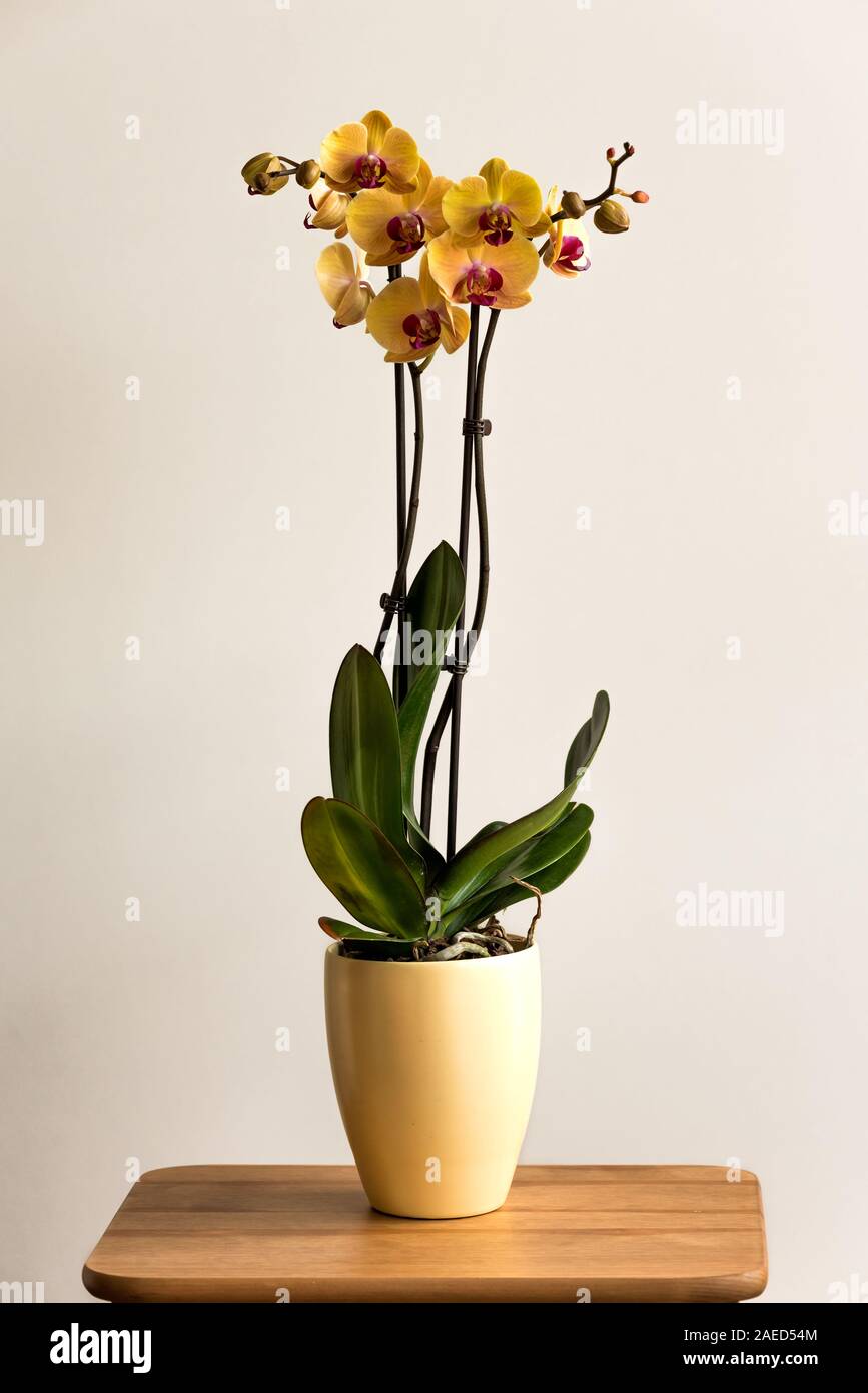 Beautiful tropical exotic Orchid with pink and yellow Moth Phalaenopsis flowers in a pot on light background Stock Photo