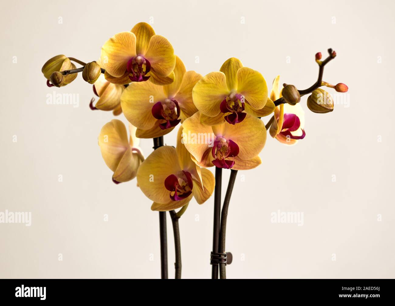 Beautiful tropical exotic Orchid with pink and yellow Moth Phalaenopsis flowers in a pot on light background Stock Photo