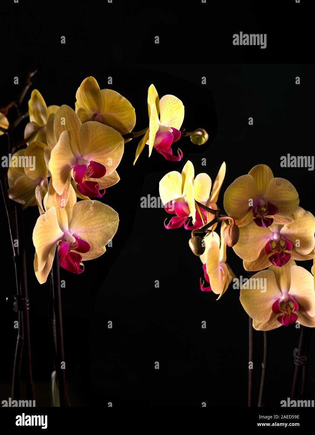 Beautiful tropical exotic Orchid with pink and yellow Moth Phalaenopsis flowers in a pot on dark background Stock Photo