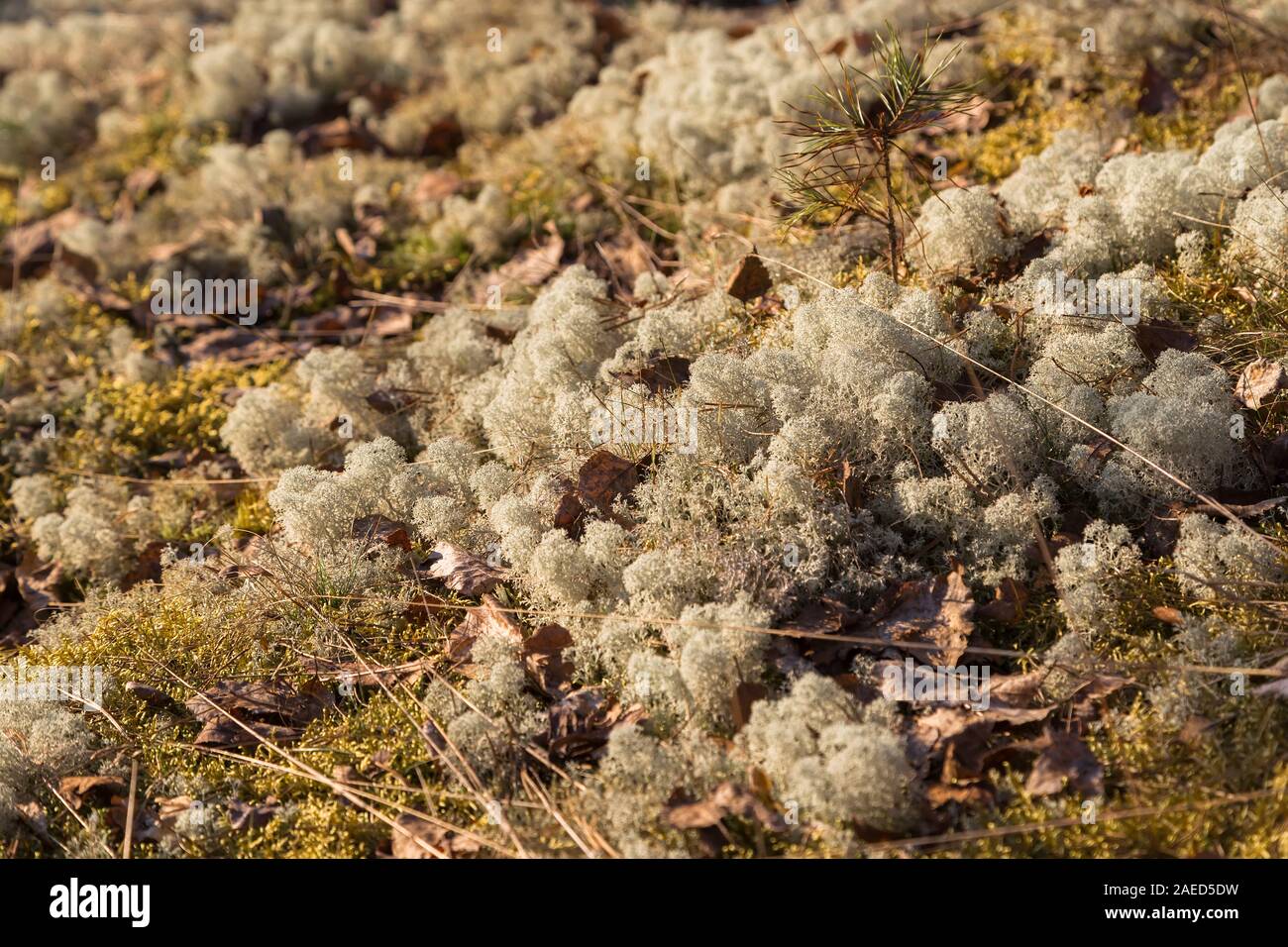 Lichen moss or reindeer moss (Cladonia rangiferina) and pine sprout in the setting of the spring sun Stock Photo
