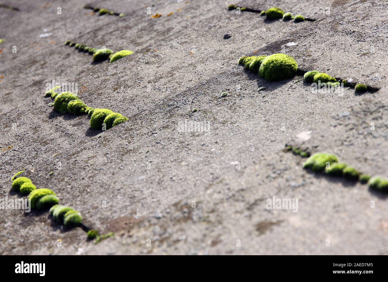 moss on tiled roof Stock Photo