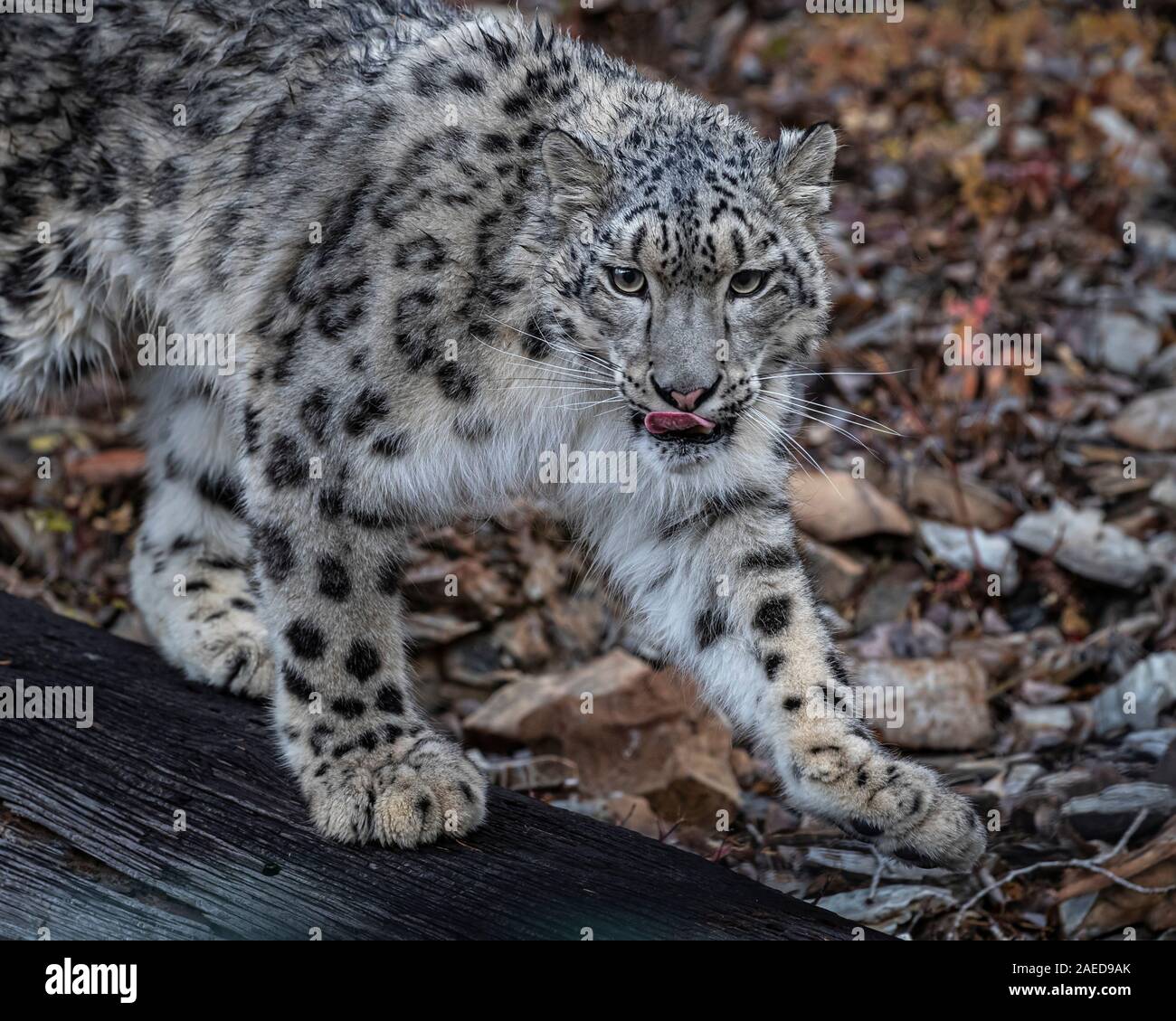 snow leopard in fall colors Stock Photo - Alamy