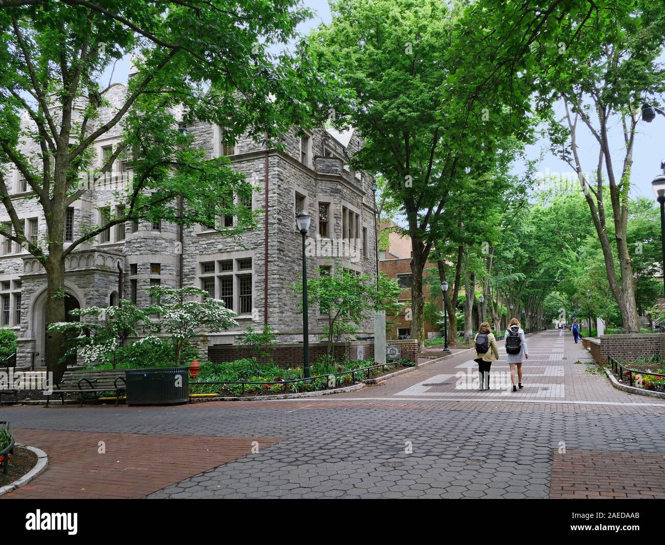 University of Pennsylvania campus is very green and shady, as seen in this view along Locust Walk. Stock Photo