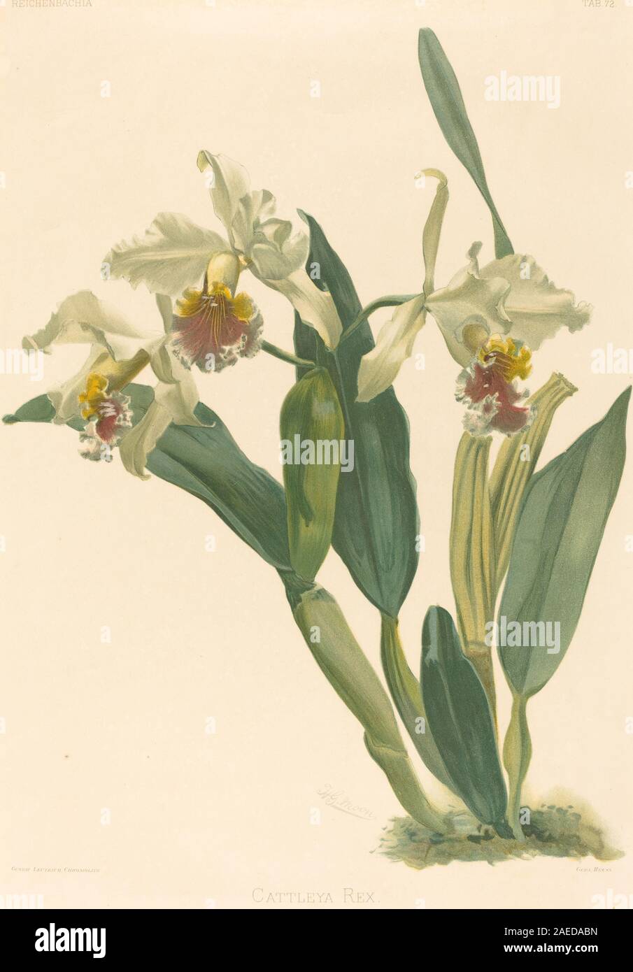 A botanical illustration by Gustav Leutzsch after Henry George Moon ...