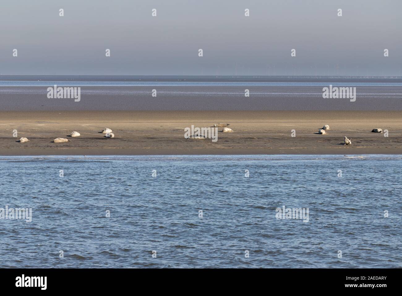 harbor seals resting in sun on a sandbar in the Elbe estuary Stock Photo