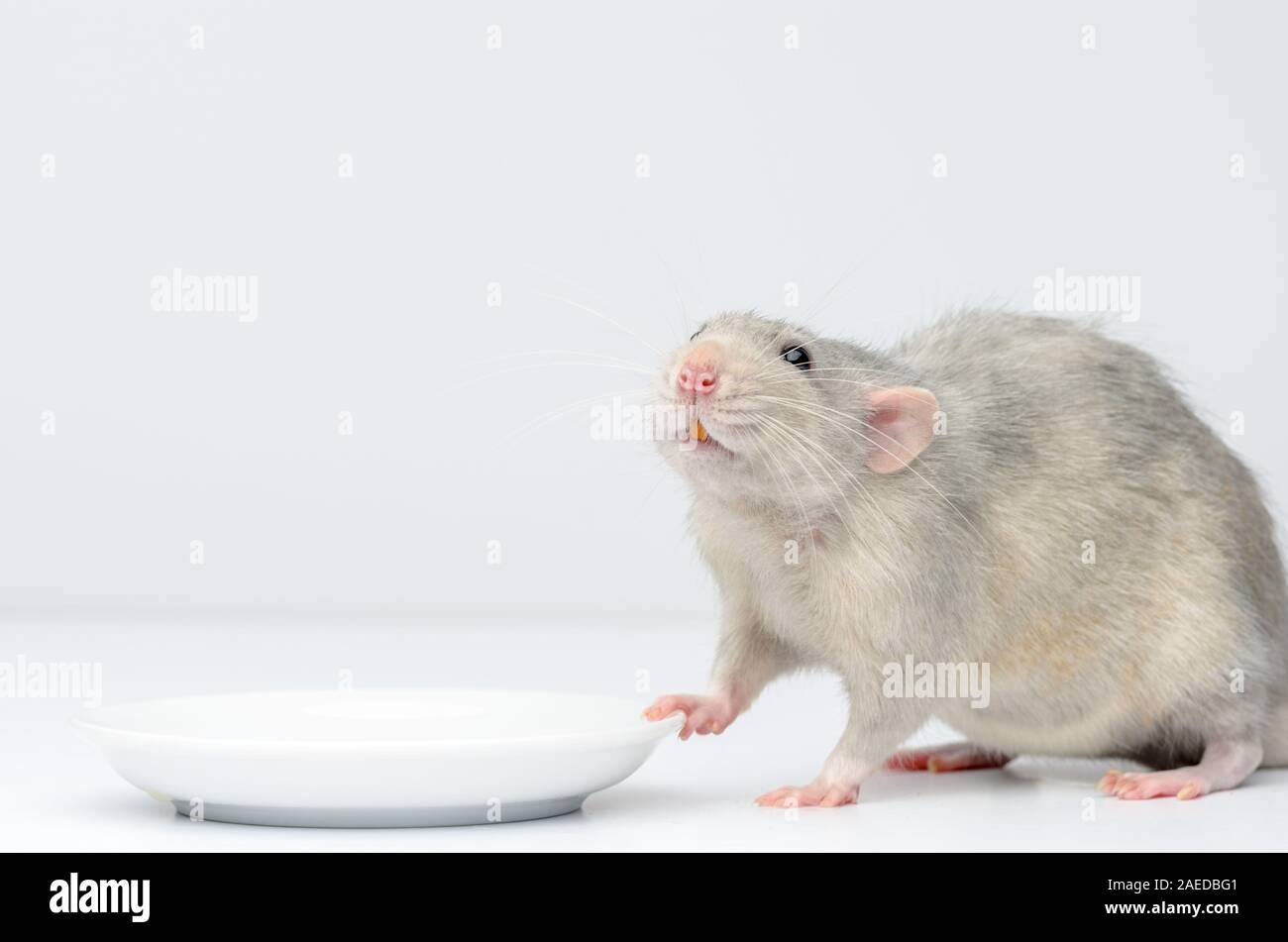 A silver rat sits next to a white saucer and waits for food. Rat close up. Stock Photo