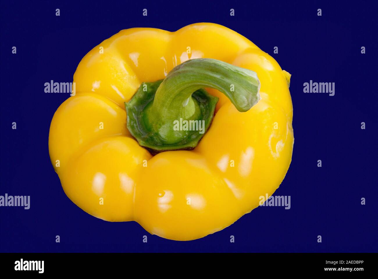 Directly above a fresh yellow bell pepper with the green colored stem on a dark blue background. Stock Photo
