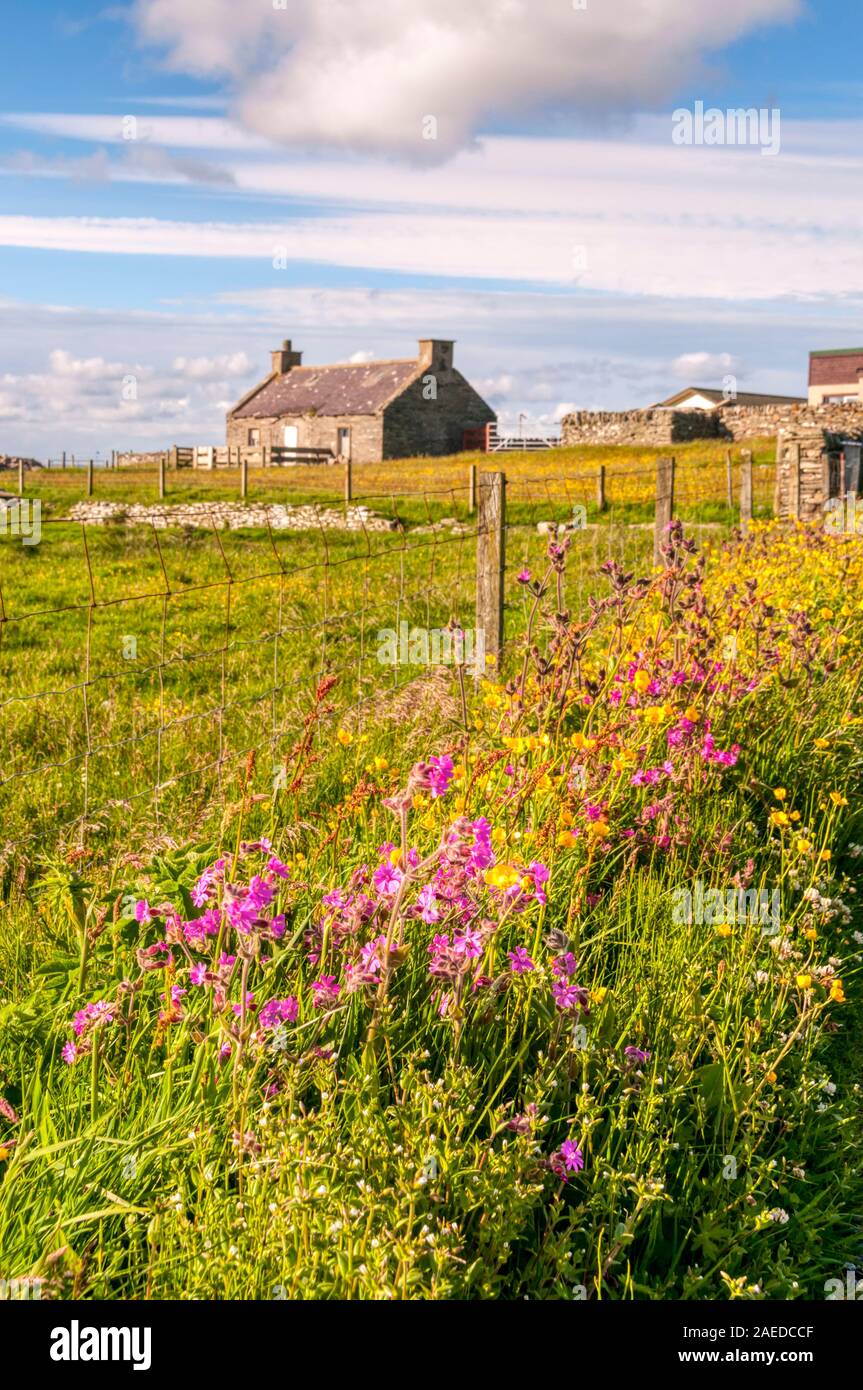 Wildflowers along a roadside verge on the Shetland island of Bressay. Stock Photo
