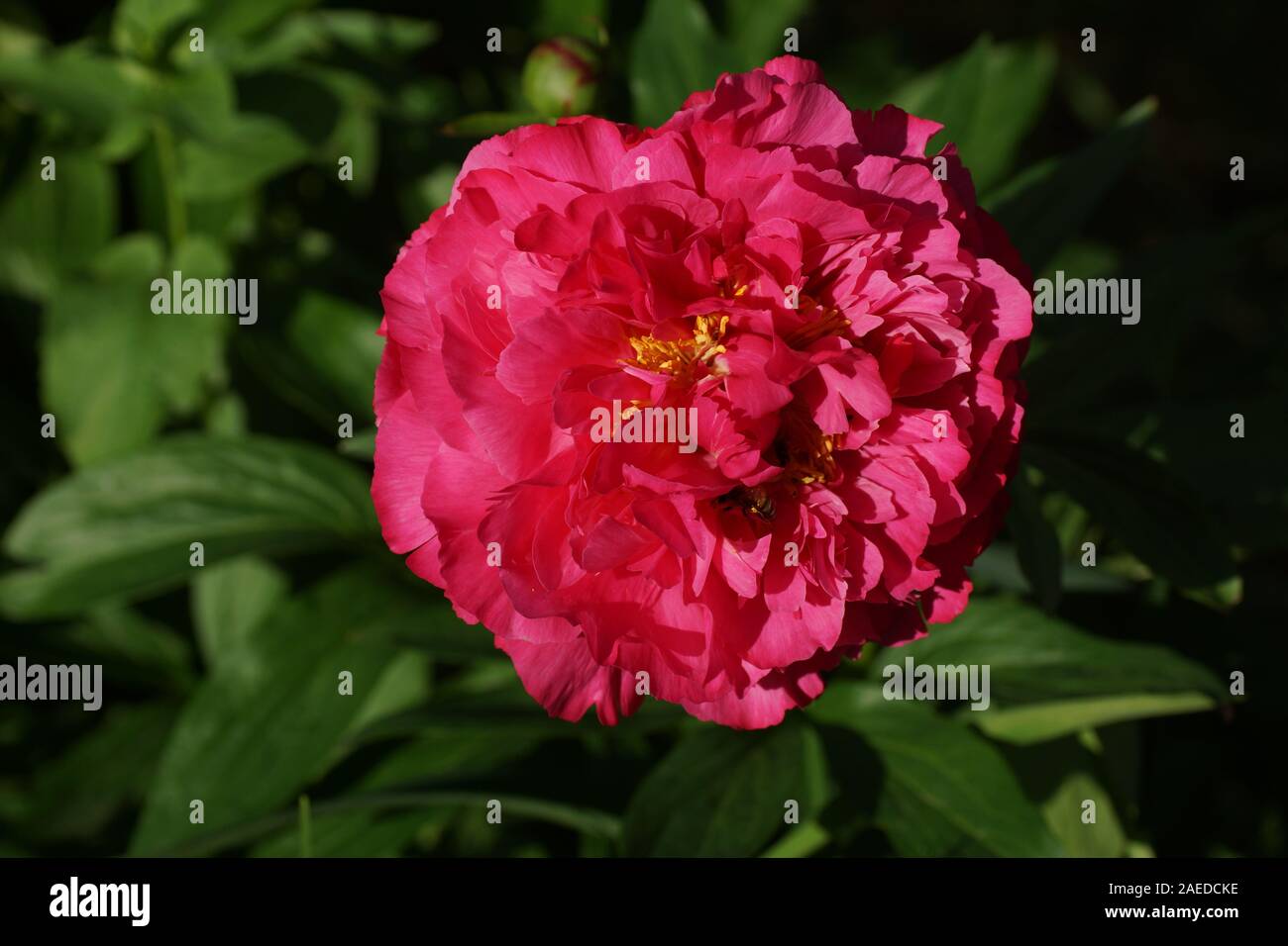 Goody Goody Stock Photos Goody Goody Stock Images Alamy