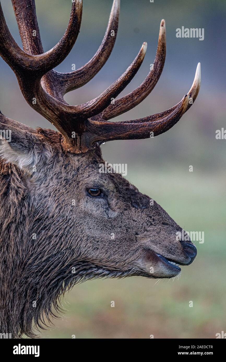 Red Deer Rut in Bushy Park, Richmond Stock Photo