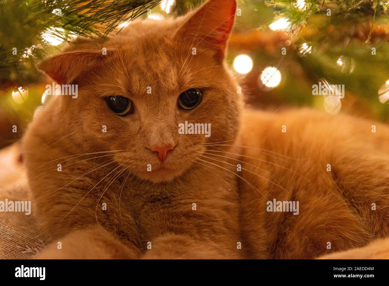 An orange tabby domestic shorthair cat lays under a lit Christmas tree. Stock Photo