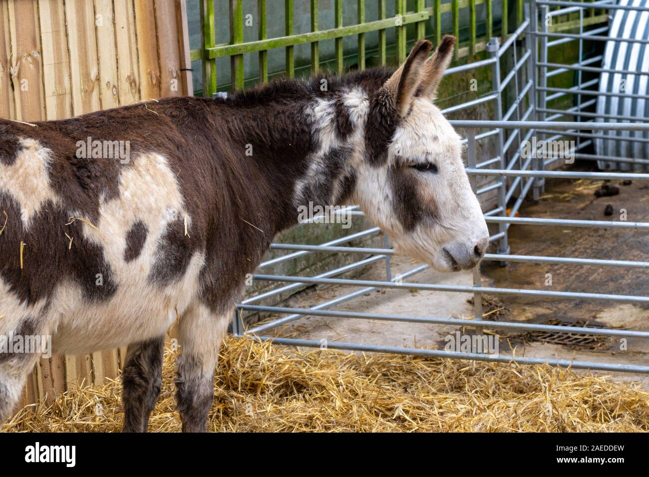 Nativity donkey hires stock photography and images Alamy