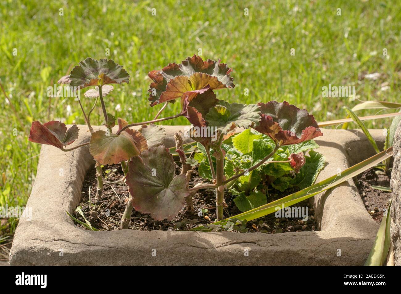 Pelargonium flower leaves closeup in stone garden flowerpot on green grass background Stock Photo