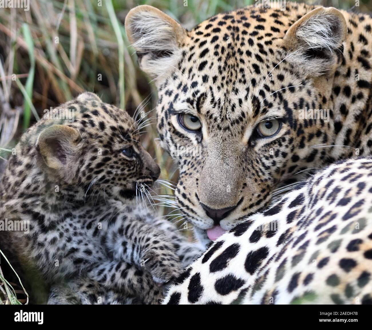A female leopard (Panthera pardus) with her very young cub, its eyes still blue,  outside their  den. Serengeti National Park, Tanzania. Stock Photo