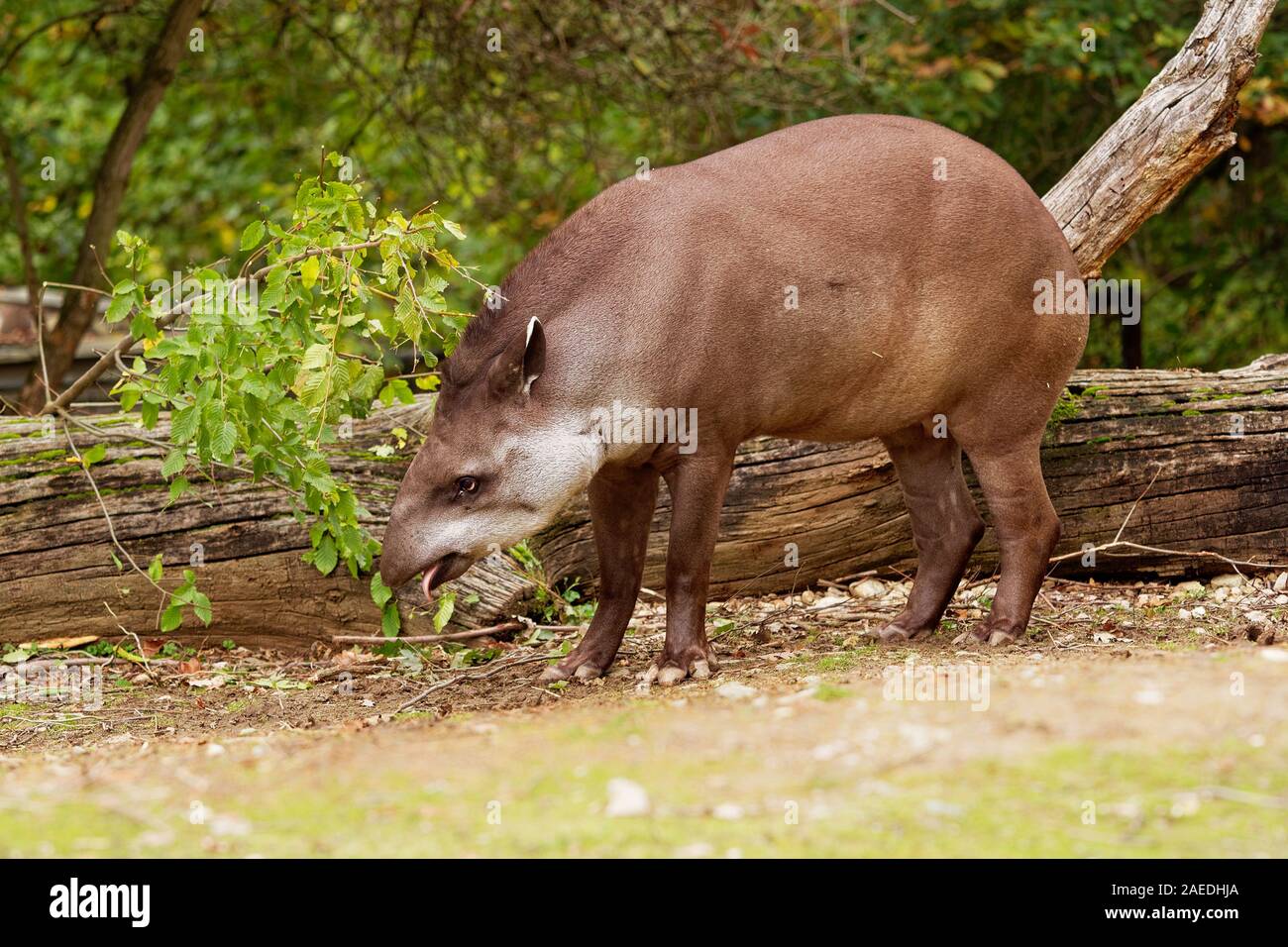 South American Tapir - Tapirus terrestris  also called Brazilian tapir, Amazonian tapir, maned tapir, lowland tapir, in Portuguese anta, in mixed Quec Stock Photo