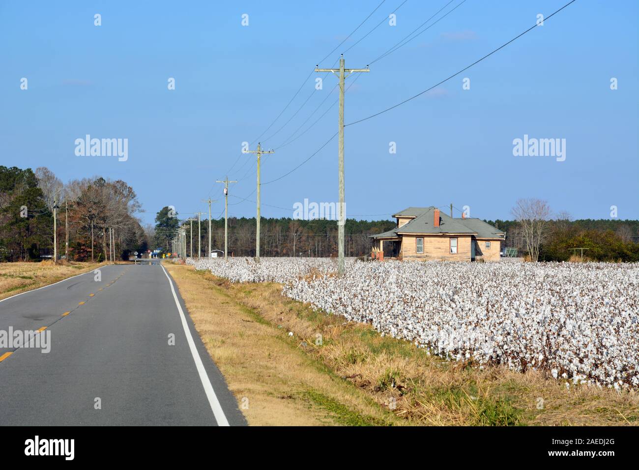 Cotton fields wait to be harvested along a rural road in the small