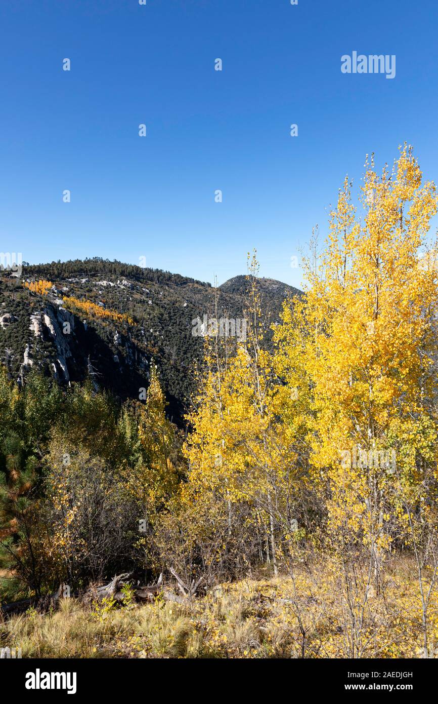 Colorful autumn aspen atop Mt. Lemmon, Santa Catalina Mountains, Coronado National Forest, Tucson, Arizona, USA Stock Photo