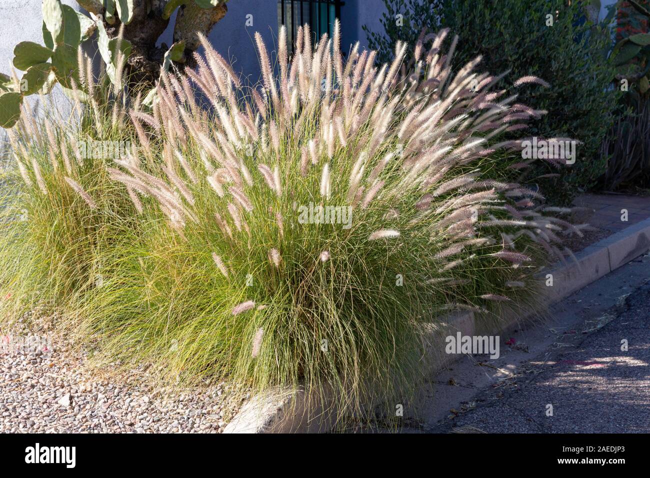 Buffelgrass (Cenchrus ciliaris), Tucson, Arizona Stock Photo