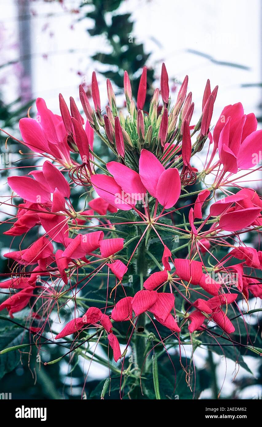 Cleome hassleriana or Cleome spinosa of gardens Spider Plant. An annual  plant that is best in full sun and is half hardy frost tender Stock Photo -  Alamy