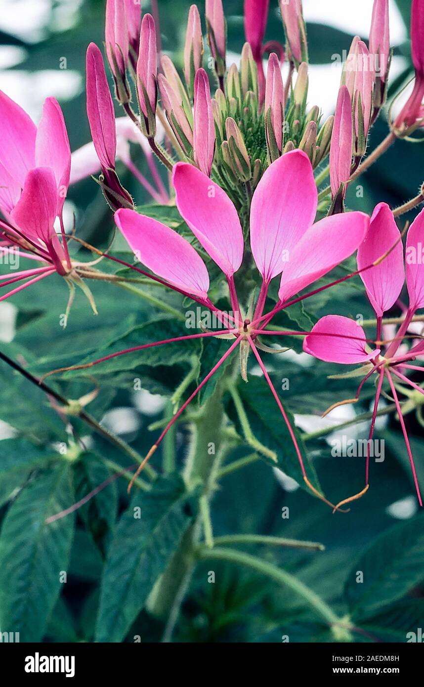 Cleome hassleriana or Cleome spinosa of gardens Spider Plant. A close up of an annual plant that is best in full sun and is half hardy frost tender Stock Photo